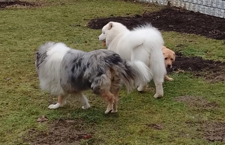 Anmeldung zur Hundetagesbetreuung Anmeldung zur Hundebetreuung