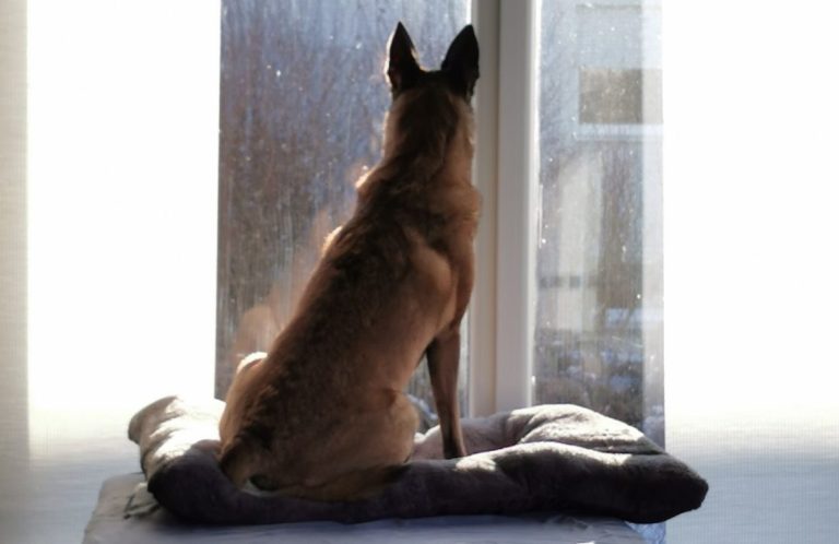 Hier findet ihr die Preise und Plätze Hund steht auf einem Fensterbrett und schaut nach draußen, während es regnet.