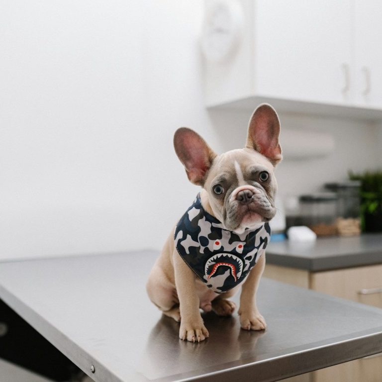 Physiotherapie Hund & Katze in Braunschweig Physiotherapie im CANIUM Hundezentrum