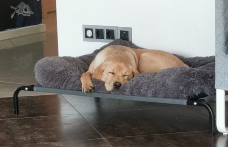 Unser Betreuungskonzept in der HuTa Ein Hund liegt entspannt auf einem Bett mit Kissen in einem hellen Raum.