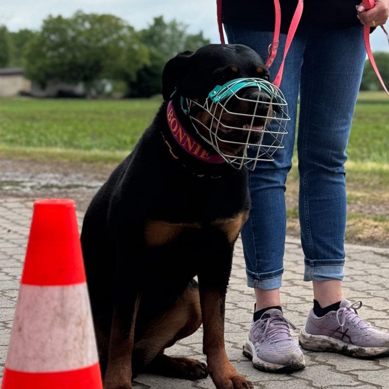 Verhaltenstherapie Angst- und Aggressionsverhalten Braunschweig Verhaltenstherapie Hund mit Maulkorb