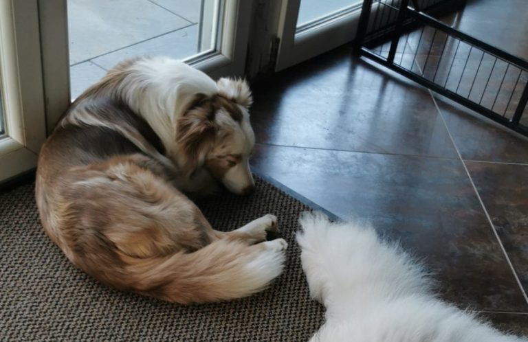 Vorraussetzungen für den Zugang zur Betreuun Ein brauner Hund liegt auf einem Bett, umgeben von zwei Kissen.